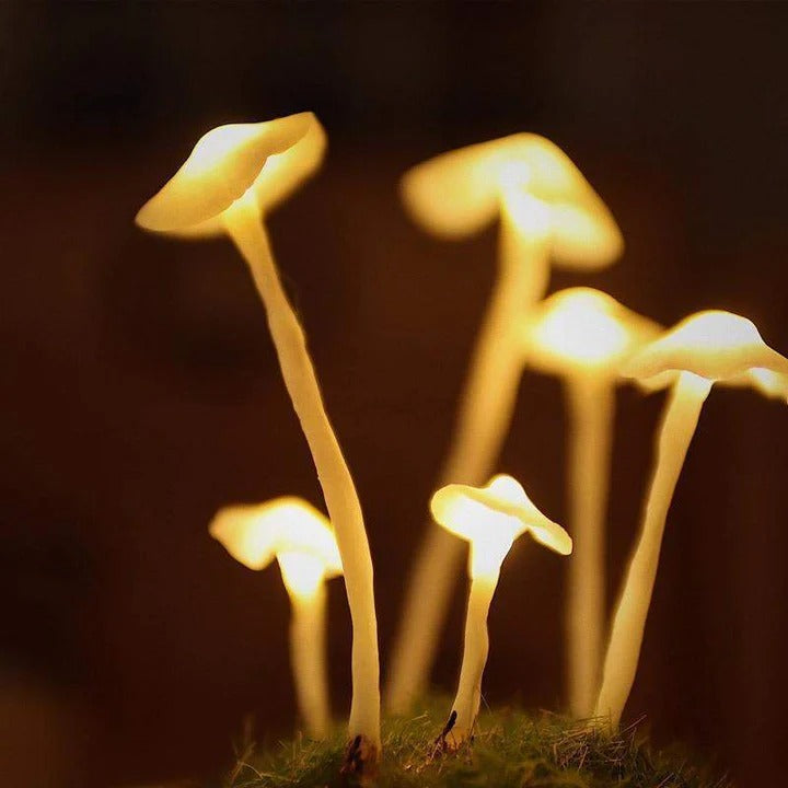 Pilzlampe im Glas – Kreatives & Stimmungsvolles Lichtobjekt | Dekorative Leuchte für Schlafzimmer, Wohnzimmer & Kinderzimmer